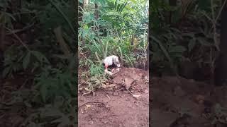 MENTOK DI PERKOSA AYAM#Shorts funny animals