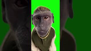 Drippy Monkey Green Screen