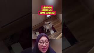 ANJING INI MENGIRA DI RUMAH SENDIRI #alurfilm #beritaterkini #alurceritafilmseru #shortvideo