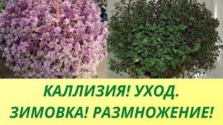 КАЛЛИЗИЯ РАСТЕНИЕ ДЛЯ ДОМА И САДА! СОДЕРЖАНИЕ ЗИМОЙ.СПОСОБЫ РАЗМНОЖЕНИЯ.ОБЗОР РАСТЕНИЙ.