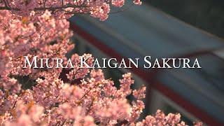 Miura Kaigan Sakura - Japan (4K HDR) / 三浦海岸 河津桜