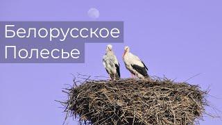 Белорусское Полесье. Ольманские болота. [Выйди за дверь!] Рассказываем куда поехать в Беларуси!