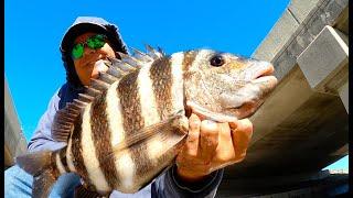 GIANTS Under Tiny Bridge (Shore Fishing Florida For Big Sheepshead)