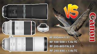 Canon 200-800 Vs 800 f/11 Vs 100-500 +1.4x TC Birds In Flight with Canon EOS R6 Mark II + BONUS