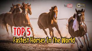 Top 5 Fastest Horses In The World (Whir Latandrank) HORSE BREEDS