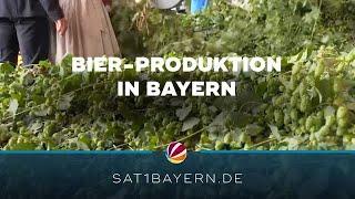 Hopfen aus der Hallertau: Wie läuft Bier-Produktion in Bayern?