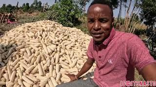 2024 HUGE HARVEST FROM OUR VILLAGE GARDEN || BABE IS FINALLY HOME ️️️