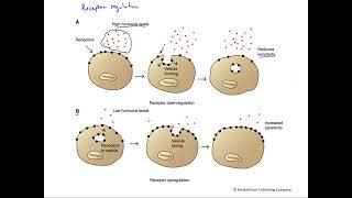 Hormone receptor regulation