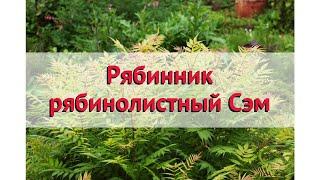 Рябинник рябинолистный Сэм  Обзор: посадка и уход. саженцы, крупномеры: описание и особенности