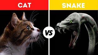 Cat vs Snake Fight Comparison in Detail || Who Will Win?|| Cat vs Snake Real Fight Video.