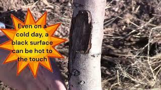 TREE TRUNKS - Care and Maintenance | Painting and Protecting