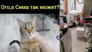 Разрушительное поведение кошки. Причины и что делать?