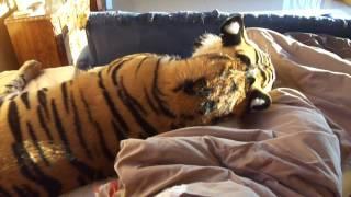 Strongest ,fastest ,cutest most powerful.  Living with a tiger !