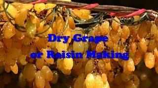 Dry Grape or Raisin Making