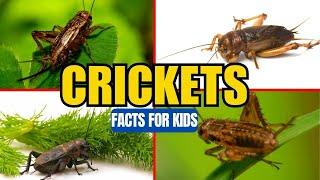 All About Crickets - Insect Facts for Kids