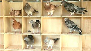 Pigeons love their new perches!