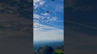 Parrot free flight of seven macaws