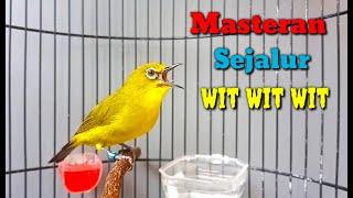 Terbaru Masteran Pleci Nembak Sejalur Wit Wit Wit