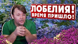 #ЛОБЕЛИЯ - ВРЕМЯ ПРИШЛО #Пикировка лобелии краткий ликбез