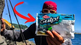 Jetty Fishing With Berkley Gulp Saltwater 3" POGY Baits | SIMPLE Jetty Setup That WORKS!