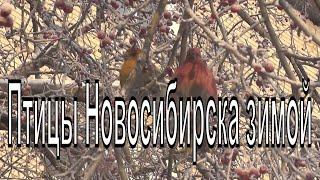 Застывшая зимняя красота. Птицы Новосибирска зимой. Новосибирск -38