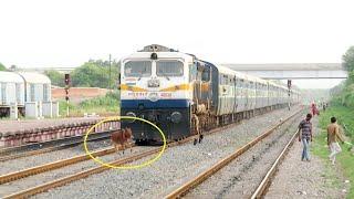 Live Run-over !! Speedy Train Hits Cow !! Patliputra Ltt Superfast