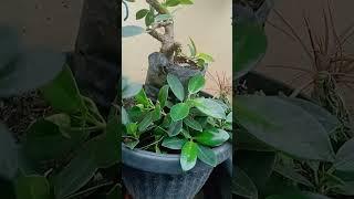 Bonsai kimeng baru pruning #shorts #bonsaikimeng