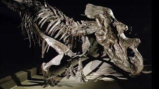 The Secrets of Giant Dinosaurs | Dinosaurs Inside & Out