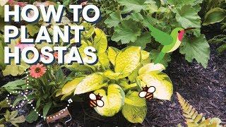 How To Plant and Care For Hostas | How To I HB