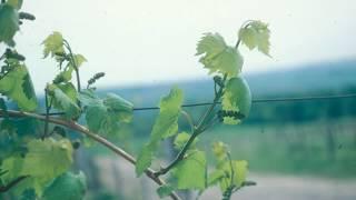 The Basic Skills for Pruning Grapevines - Grape Video #21