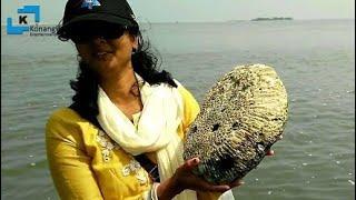 Rama Setu | Dhanushkodi Rama Sethu Point | Ram Setu Stones | Jai Shree Ram | #RamaSetuBridge