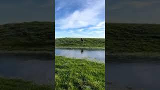 Dog running on ice