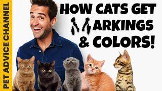 How do cats get their coat color and markings - a special