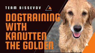 Cool dogtricks with Kanutten the golden retriever - Team Bissevov Dogtraining