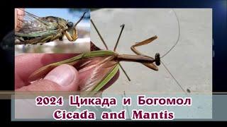 2024 CICADA and MANTIS