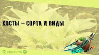 Хосты — сорта и виды