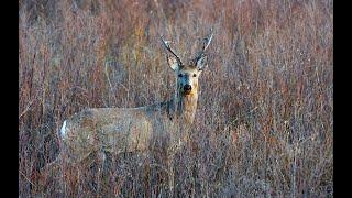 РЕАЛЬНАЯ ОХОТА НА СИБИРСКУЮ КОСУЛЮ REAL HUNTING FOR SIBERIAN ROE DEER