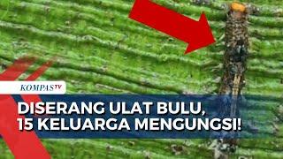 Diserang Koloni Ulat Bulu, 15 Keluarga di Ponorogo Jatim Mengungsi!