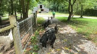 Moving Pygmy Goats to a new pasture. #goat #farming #animals