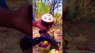 #panai #panaimaram #iceapple #iceapplejuice #villagethiruvizha #memories #90s_evergreen