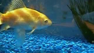 Goldfish eating a snail