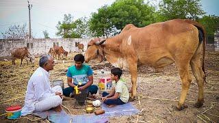 Gir Cow Farming In Gujarat, India || Dairy Farm In India ||  Highest Quality Gir Cow Farm