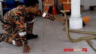 Известный в мире змеелов из Малайзии скончался от укуса кобры