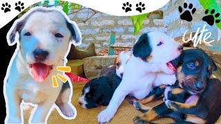 Cute Puppies Playing - Yawning - And Sleeping