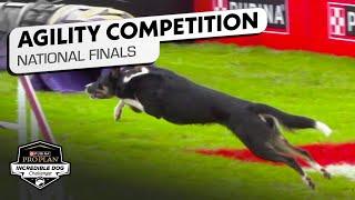 Incredible Dog Challenge: Large Dog Agility Competition National Finals | NBC Sports