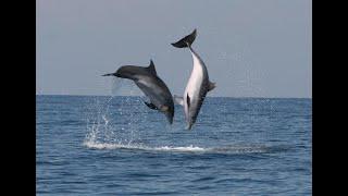 Дельфины в Азовском море 2021 год