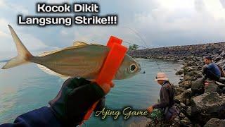 LAUT TEDUH IKAN JADI RAKUSS!! I Ultralight Ajing Fishing