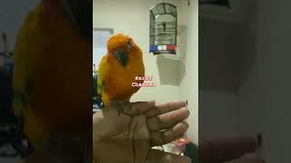 sc skill ok #shorts #short #shortsfeed #shortsvideo #shortvideo #feedshorts #ff #sunconure