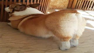 Funny and Cute Corgi Compilation | Best Funny Corgi Videos Part 3