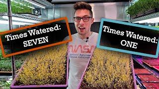 Watering Microgreens for Easy Germination! Mustard Micros